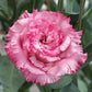 Lisianthus Seeds Corelli Sugoi Deep Pink 25 Pelleted Seeds Cut Flower Seeds