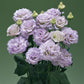 Lisianthus Seeds Corelli Sugoi Lavender Ice 25 Pelleted Seeds Cut Flower Seeds