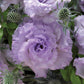 Lisianthus Seeds Corelli Sugoi Lavender Ice 25 Pelleted Seeds Cut Flower Seeds