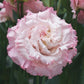 Lisianthus Seeds Corelli Sugoi Light Pink 25 Pelleted Seeds Cut Flower Seeds