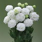 Lisianthus Seeds Corelli Sugoi White 25 Pelleted Seeds Cut Flower Seeds