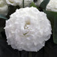 Lisianthus Seeds Corelli Sugoi White 25 Pelleted Seeds Cut Flower Seeds