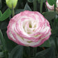 Lisianthus Seeds Croma Pink Picotee 25 Pelleted Seeds Cut Flower