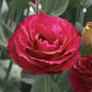 Lisianthus Seeds Croma Red 25 Pelleted Seeds Cut Flower