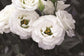 Lisianthus Seeds Croma White 25 Pelleted Seeds Cut Flower