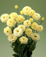 Lisianthus Seeds Croma Yellow 25 Pelleted Seeds Cut Flower