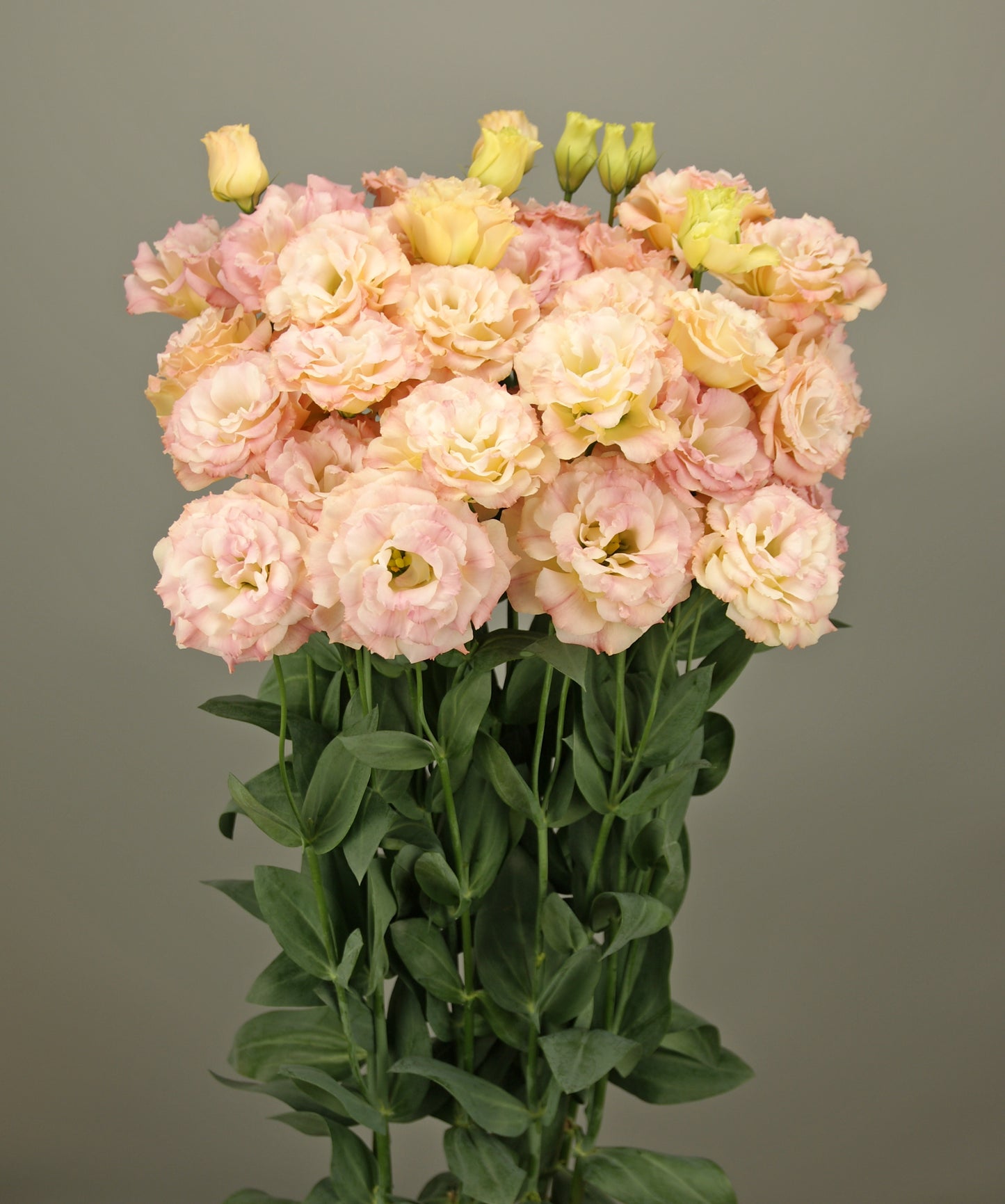 25 Pelleted Lisianthus Seeds Lisianthus Elegance 3 Champagne