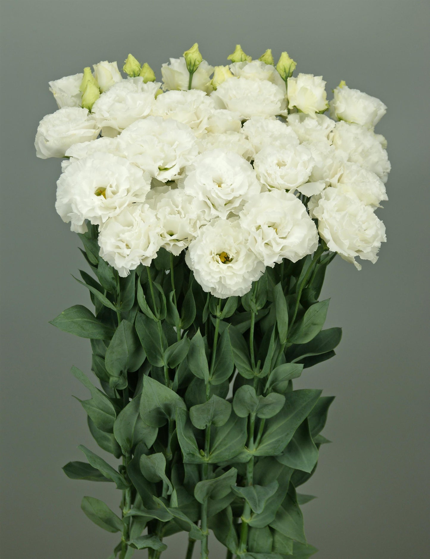 Lisianthus Seeds | Lisianthus Elegance 3 Snow