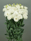 25 Pelleted Lisianthus Seeds Lisianthus Elegance 3 Snow