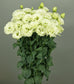 25 Pelleted Lisianthus Seeds Lisianthus Elegance 3 Green