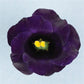 25 Pelleted Lisianthus Seeds Lisianthus Solo Violet