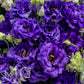 Cut Flower Seeds 25 Pelleted Lisianthus Seeds Voyage 2 Blue