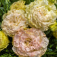 Cut Flower Seeds 25 Pelleted Lisianthus Seeds Voyage 2 Champagne