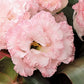 Cut Flower Seeds 25 Pelleted Lisianthus Seeds Voyage 2 Light Pink