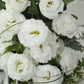 Cut Flower Seeds 25 Pelleted Lisianthus Seeds Voyage Pure White