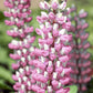 25 Lupine Seeds Lupine Gallery Mini Pink Bicolor