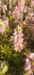 25 Lupine Seeds Lupine Gallery Mini Pink Bicolor