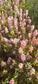 25 Lupine Seeds Lupine Gallery Mini Pink Bicolor