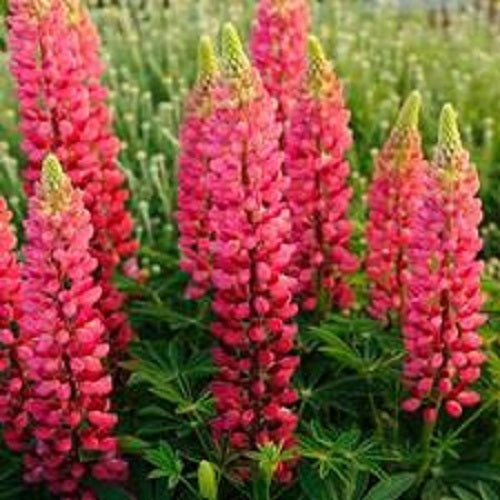 25 Lupine Seeds Popsicle Red Flower Seeds