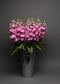 50 Matthiola Seeds Matthiola Katz Pink Cut Flower