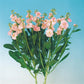 50 Stock Seeds Matthiola Chanter Apricot Cut Flower Seeds