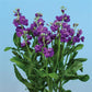 50 Stock Seeds Matthiola Chanter Blue Cut Flower Seeds