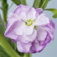 50 Stock Seeds Matthiola Chanter Lavender Cut Flower Seeds