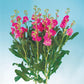 50 Stock Seeds Matthiola Chanter Pink Cut Flower Seeds