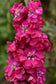 100 Stock Seeds Matthiola Column American Beauty Matthiola Seeds