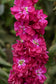 100 Stock Seeds Matthiola Column Pacific Crimson Matthiola Seeds Cut Flowers