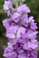 100 Stock Seeds Matthiola Column Lilac Lavender Matthiola Seeds