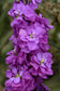 100 Stock Seeds Matthiola Column Miracle Mid Blue Matthiola Seeds Cut Flowers