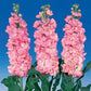 50 Stock Seeds Matthiola Iron Pink Cut Flower Seeds