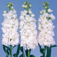 50 Stock Seeds Matthiola Iron White Cut Flower Seeds