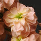 50 Matthiola Seeds Matthiola Katz Apricot Cut Flower