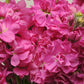 50 Matthiola Seeds Matthiola Katz Bright Rose Cut Flower