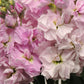 50 Matthiola Seeds Matthiola Katz Cherry Blossom Cut Flower