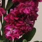 50 Matthiola Seeds Matthiola Katz Crimson Cut Flower