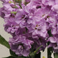 50 Matthiola Seeds Matthiola Katz Light Lavender Cut Flower