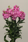 50 Matthiola Seeds Matthiola Katz Pink Cut Flower