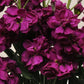 50 Matthiola Seeds Matthiola Katz Purple Cut Flower