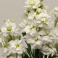 50 Matthiola Seeds Matthiola Katz White Cut Flower