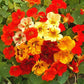 50 Nasturtium Seeds Jewel Mix Flower Seeds