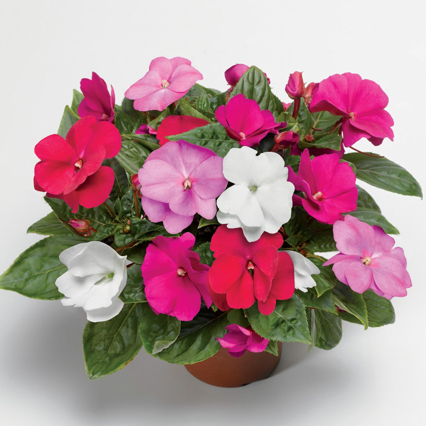 Impatiens Seeds New Guinea Impatiens Florific Mix   Newguineflorificmix 1445x 