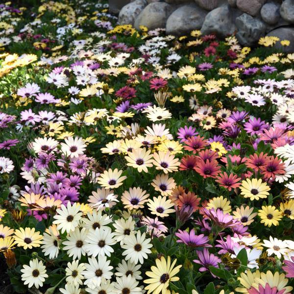 African Daisy Seeds 15 thru 50 Bulk Osteospermum Seeds Grand Canyon Mix