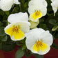 25 Pansy Seeds Freefall™ Cream Trailing Pansy