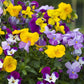 25 Pansy Seeds Freefall™ Mix Trailing Pansy