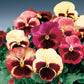 50 Pansy Seeds Pansies Delta Tapestry Flower Seeds