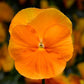 50 Pansy Seeds Pansy Delta Pro Clear Orange Pansies