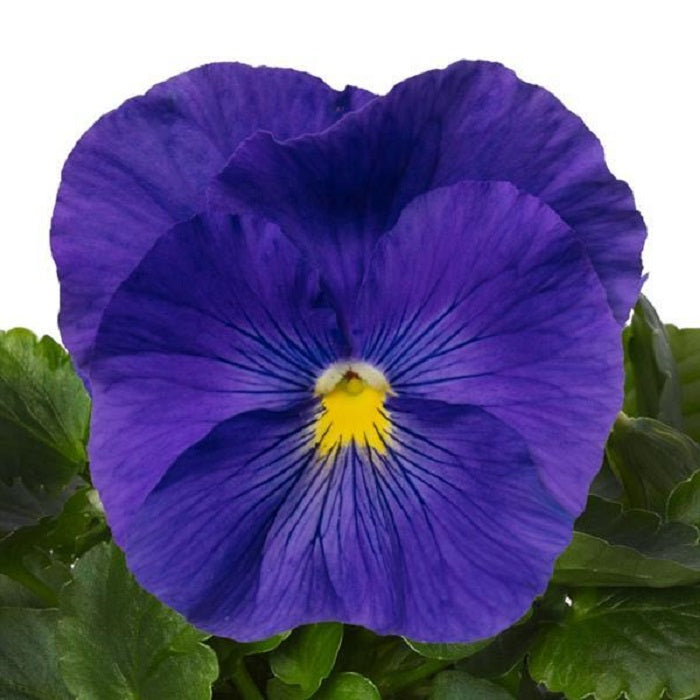 50 Pansy Seeds Pansy Delta Pro Light Clear Blue Pansies